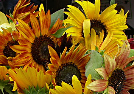 Peter Hovestad - Market Flowers