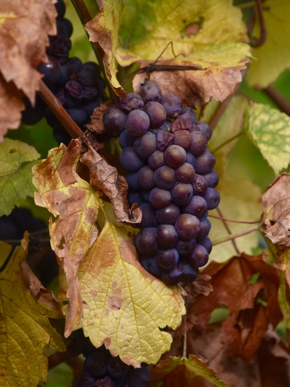 Grapes still on the vine with leaves in fall colours