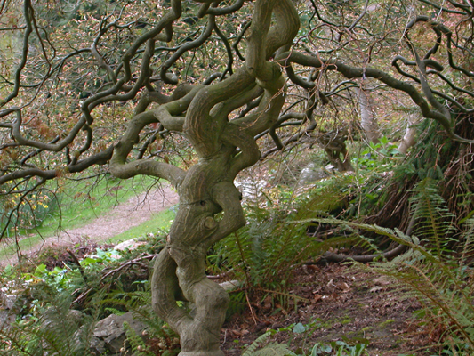 Bob Steventon - Tree on the Wye