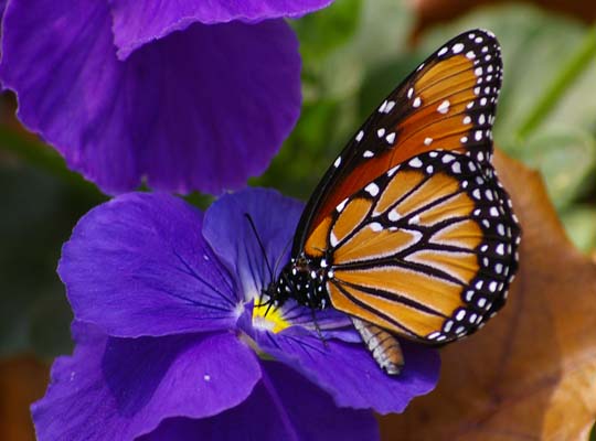 Sandra Hay - Monarch Butterfly